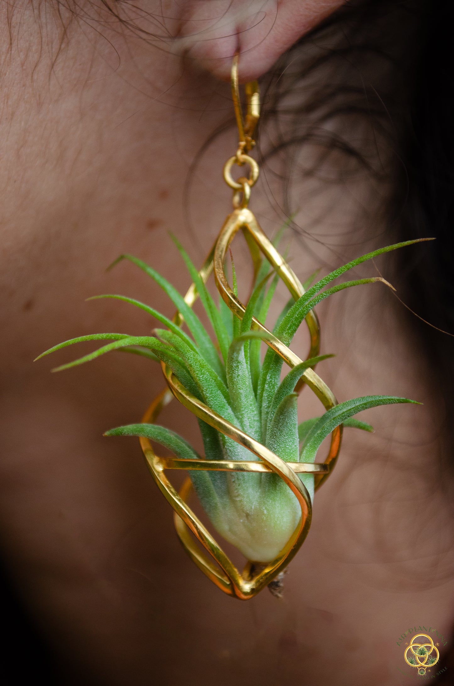 24K Gold Spiral Spindel Air Plant Earrings ~ Luxury Geometric Earrings