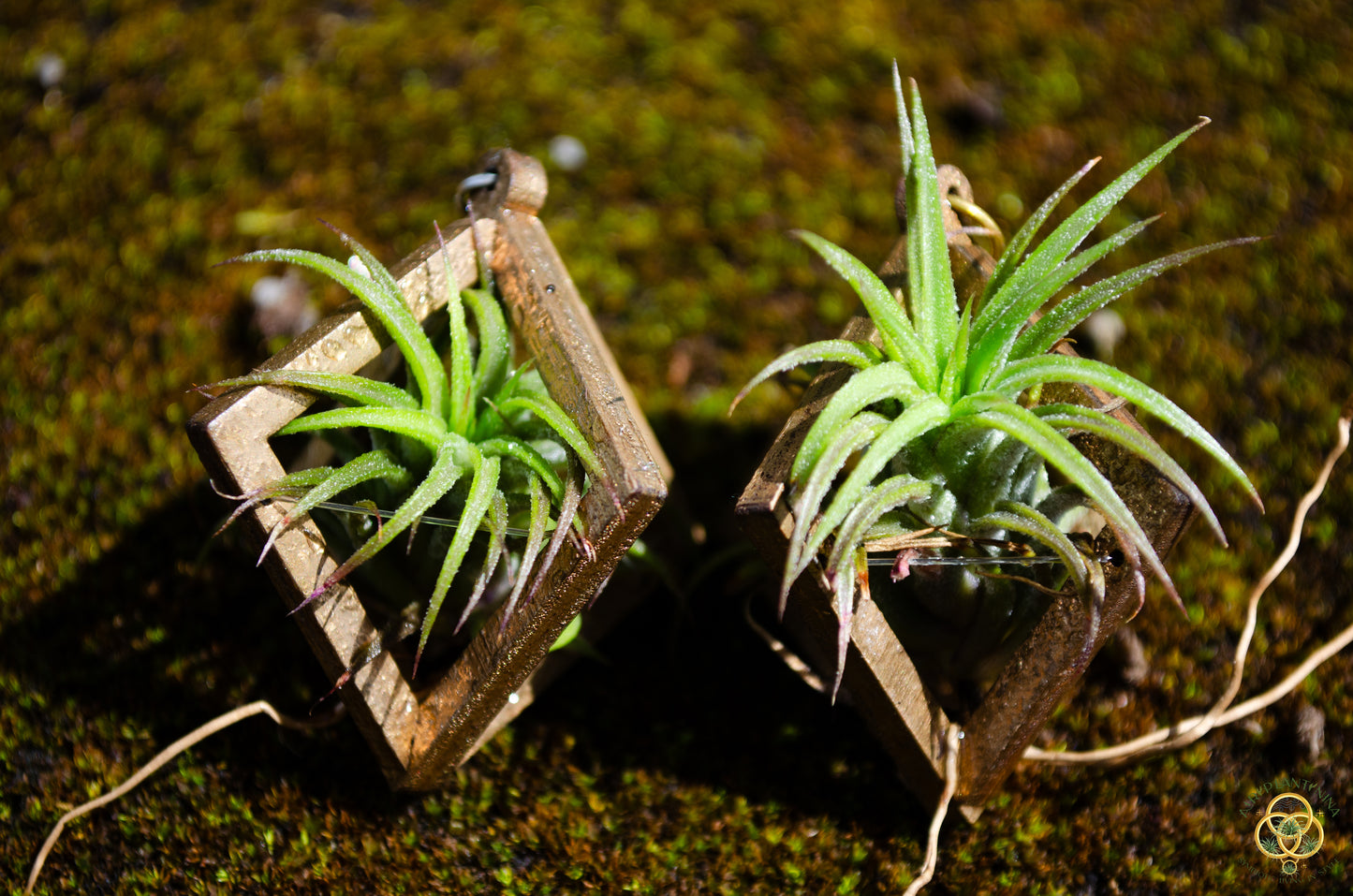 Lasercut Wooden Air Plant Orb Earrings ~ Japanese Tsugite Technique