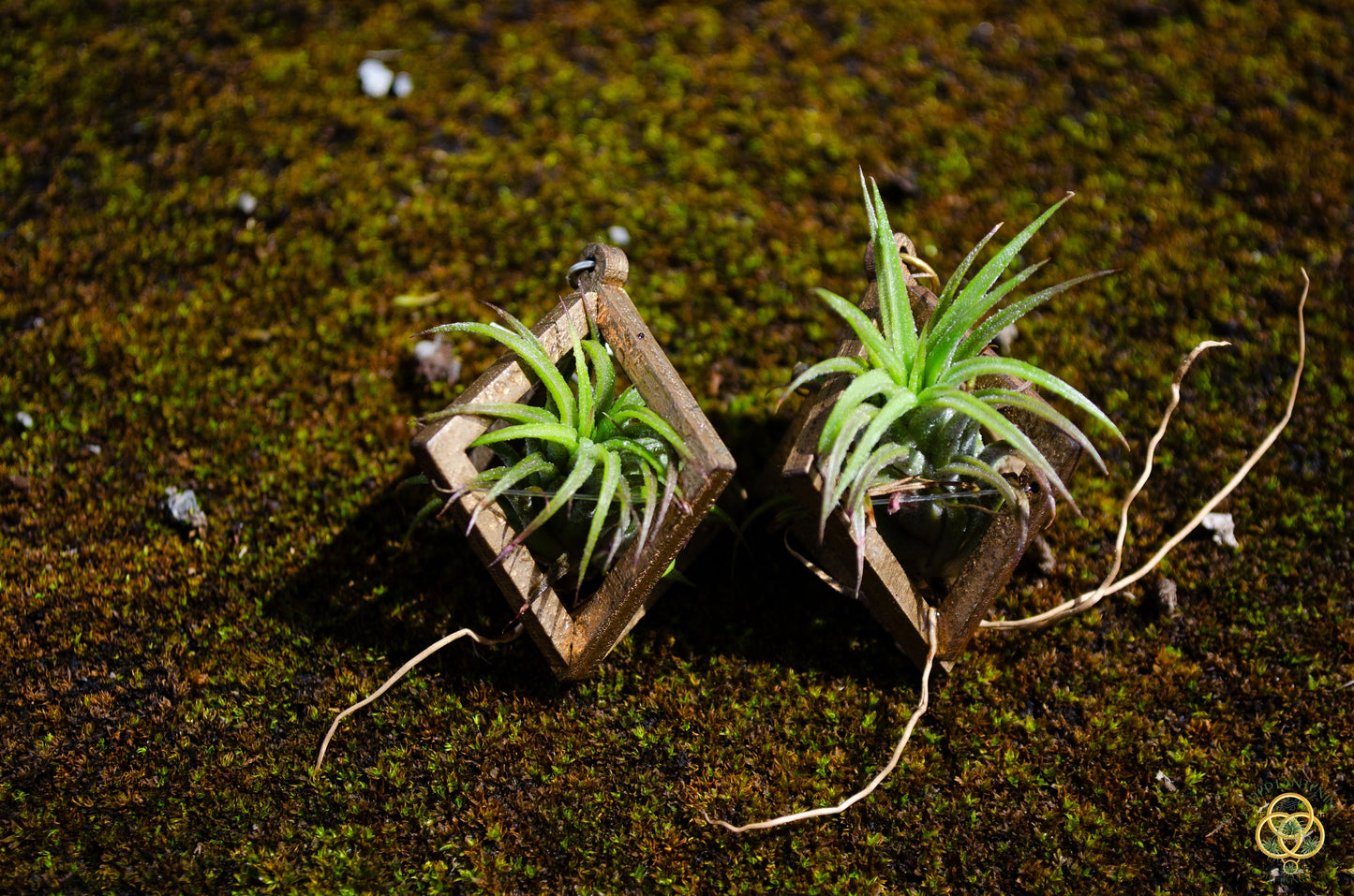 Lasercut Wooden Octahedron Air Plant Earrings ~ Japanese Tsugite Technique