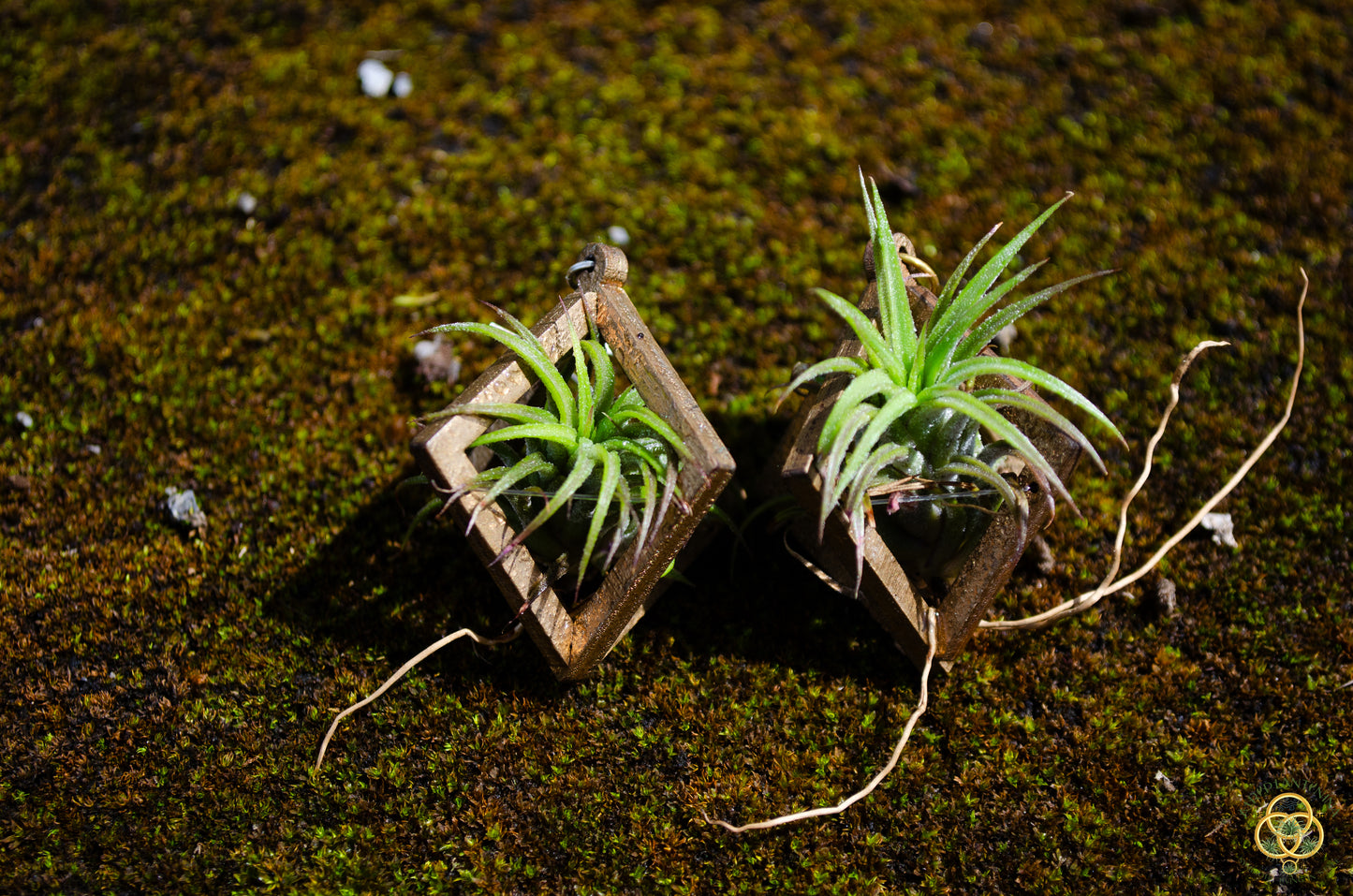 Lasercut Wooden Air Plant Orb Earrings ~ Japanese Tsugite Technique