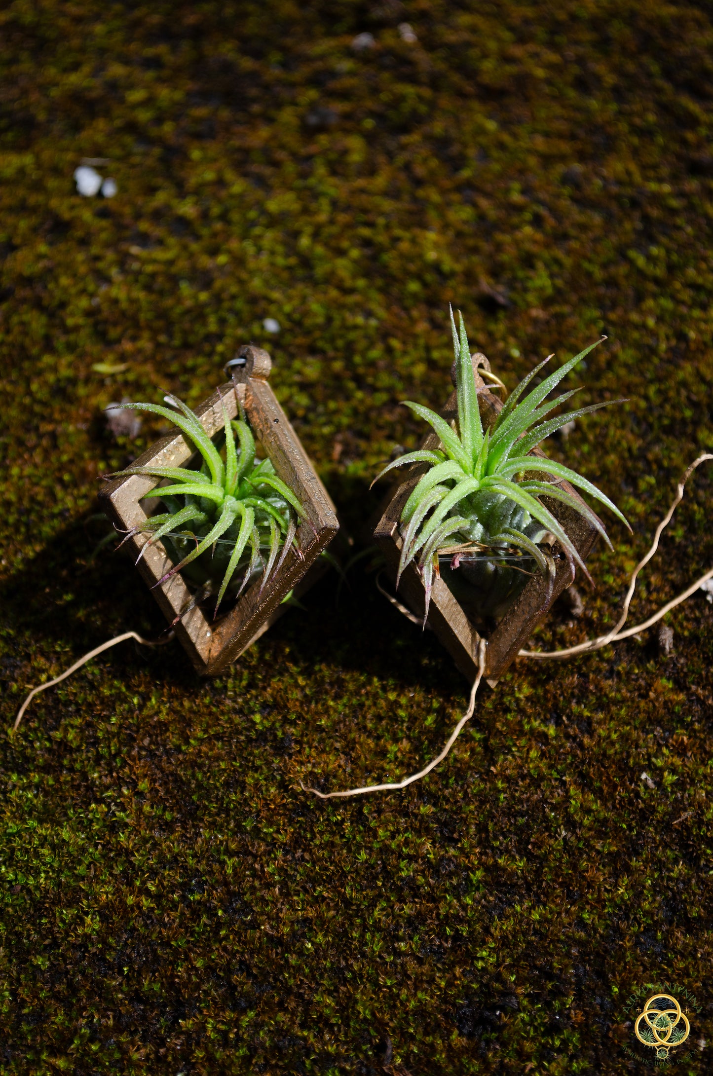 Lasercut Wooden Air Plant Orb Earrings ~ Japanese Tsugite Technique