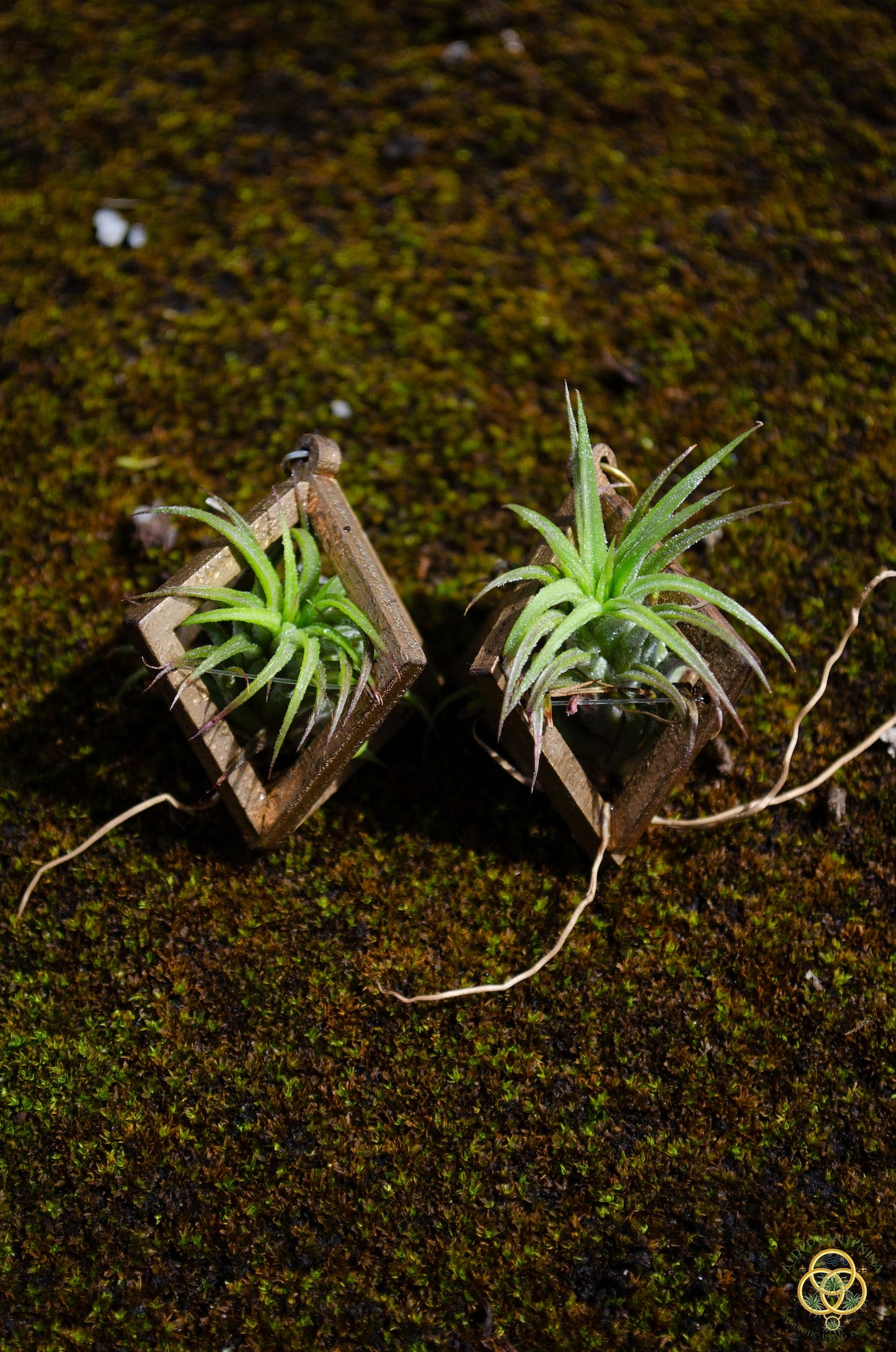 Lasercut Wooden Octahedron Air Plant Earrings ~ Japanese Tsugite Technique