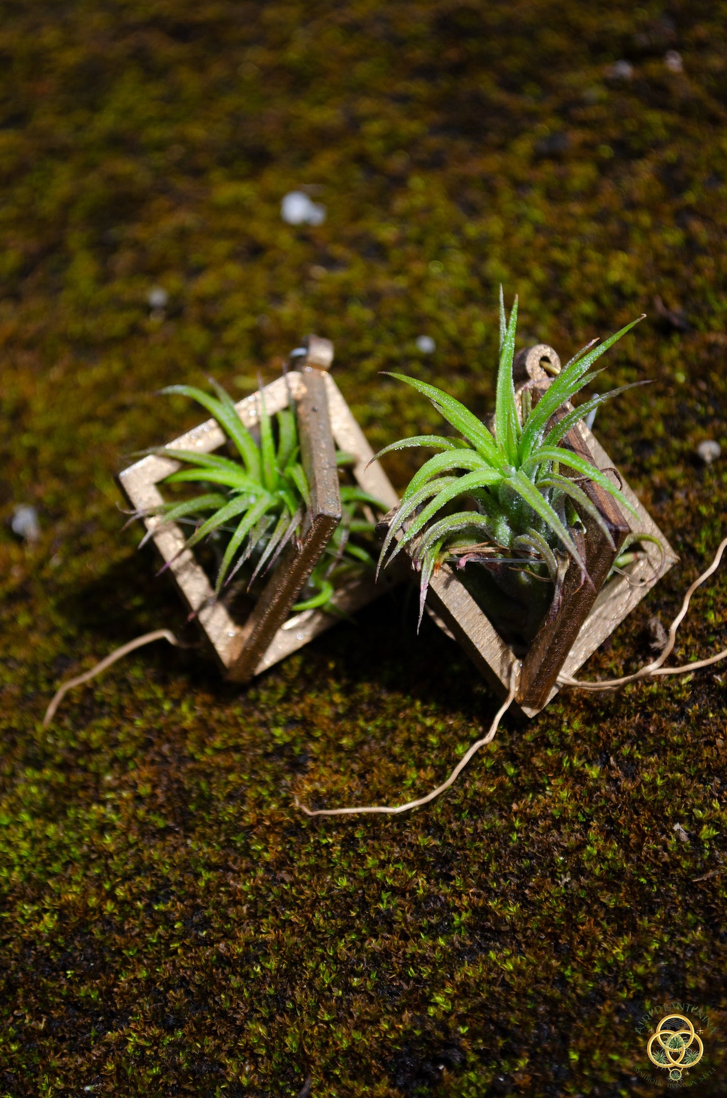 Lasercut Wooden Octahedron Air Plant Earrings ~ Japanese Tsugite Technique