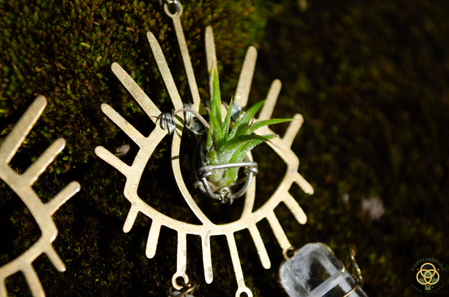Third Eye-Ris Air Plant Earrings