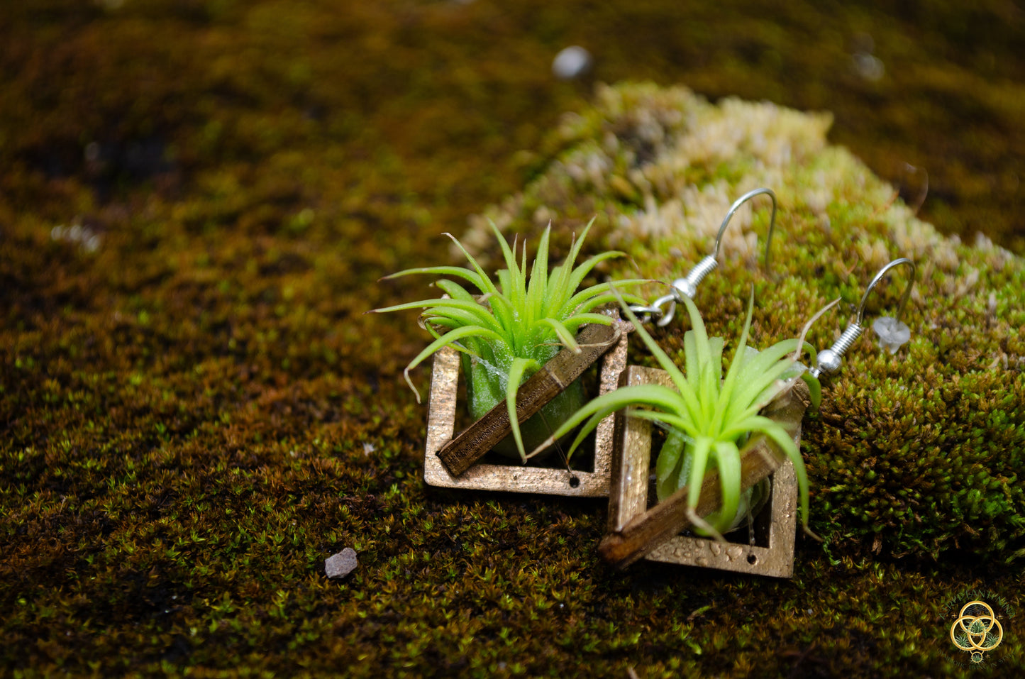 Lasercut Wooden Octahedron Air Plant Earrings ~ Japanese Tsugite Technique