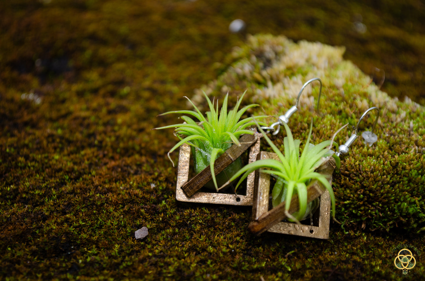 Lasercut Wooden Air Plant Orb Earrings ~ Japanese Tsugite Technique