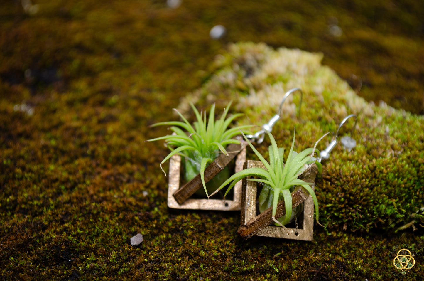 Lasercut Wooden Octahedron Air Plant Earrings ~ Japanese Tsugite Technique