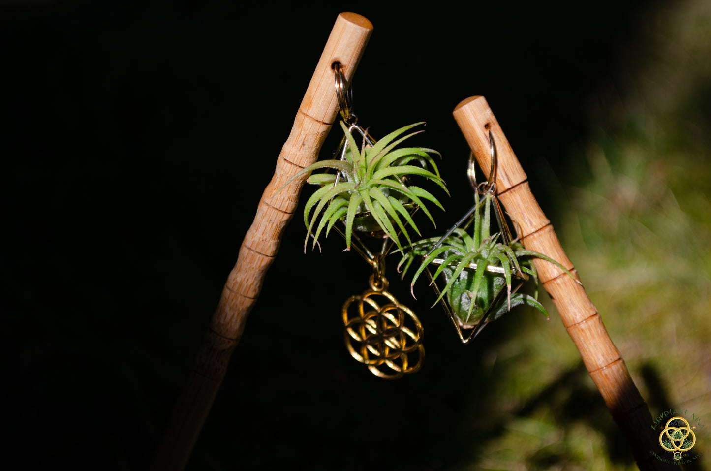 Air Plant Hair Sticks ~ Chopsticks for Hair