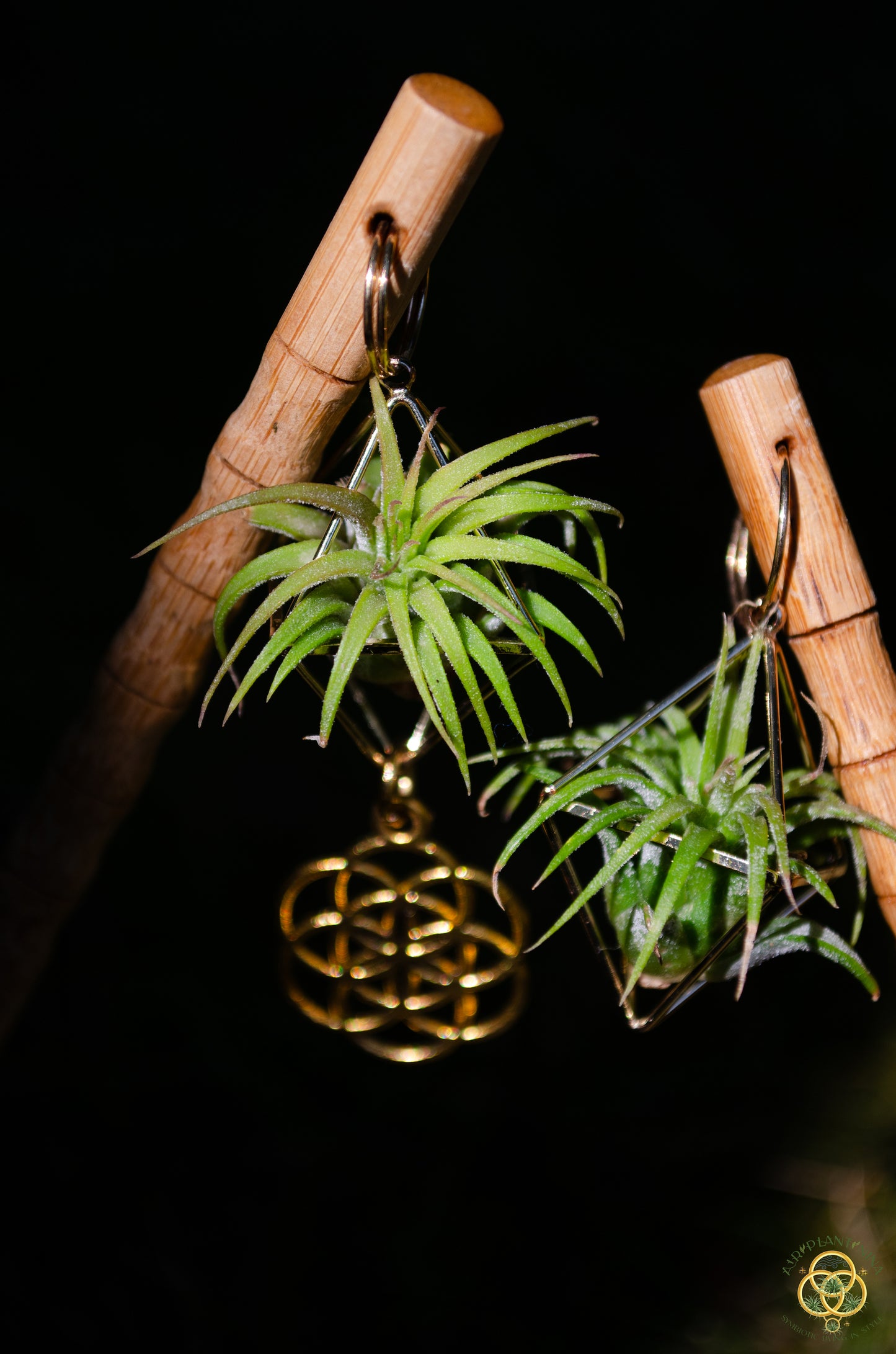 Air Plant Hair Sticks ~ Chopsticks for Hair