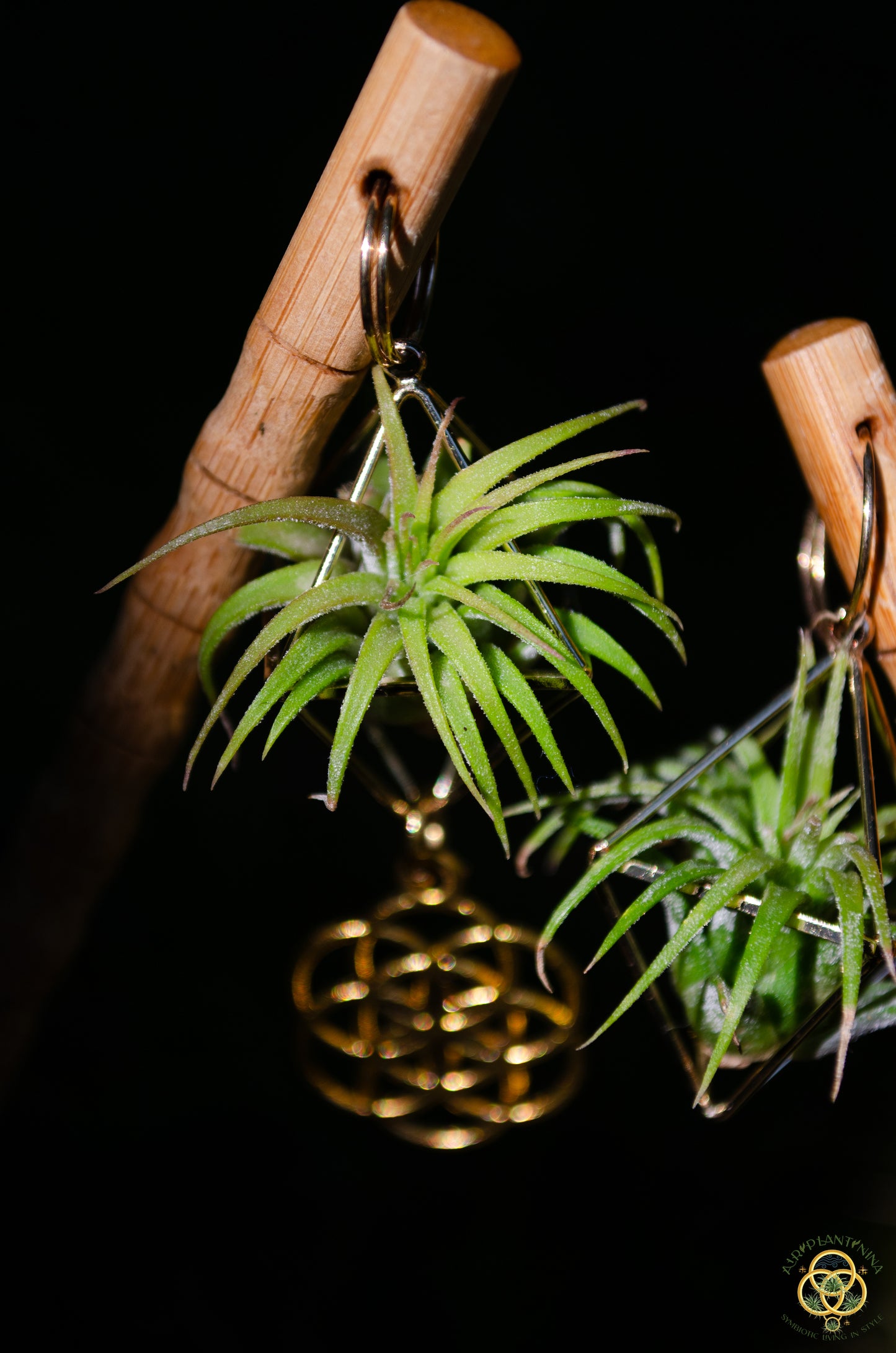 Air Plant Hair Sticks ~ Chopsticks for Hair