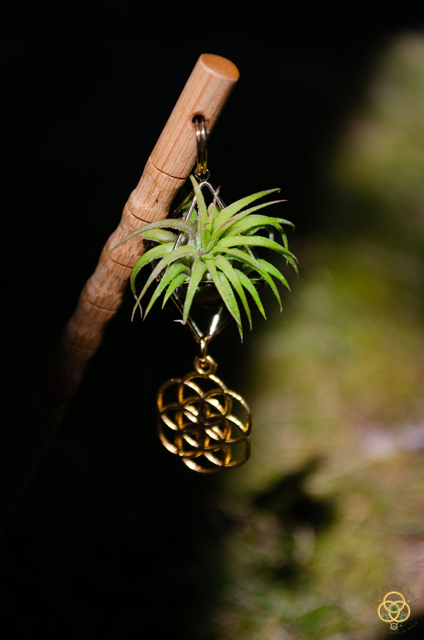 Air Plant Hair Sticks ~ Chopsticks for Hair