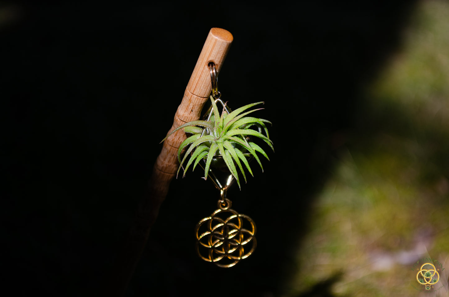 Air Plant Hair Sticks ~ Chopsticks for Hair