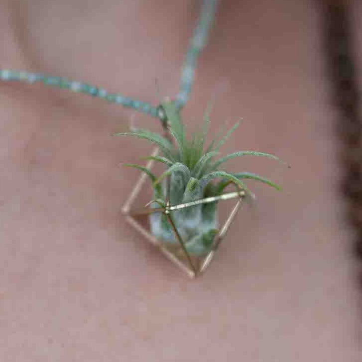 air plant necklace Gemstone Air Plant Octahedron Pendant ~ 24K Gold – AirPlantNina Symbiotic Living Jewelry