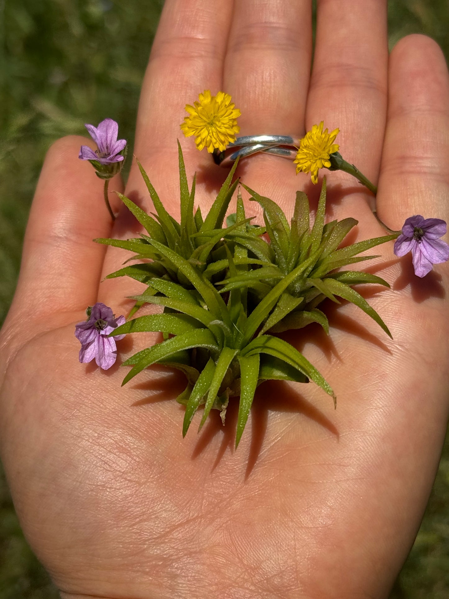 Air Plant Jewelry Replacement Plant (5 Sizes)