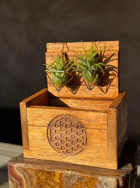 Air Plant Wooden Travel Box - Balinese Handcrafted - Flower of Life