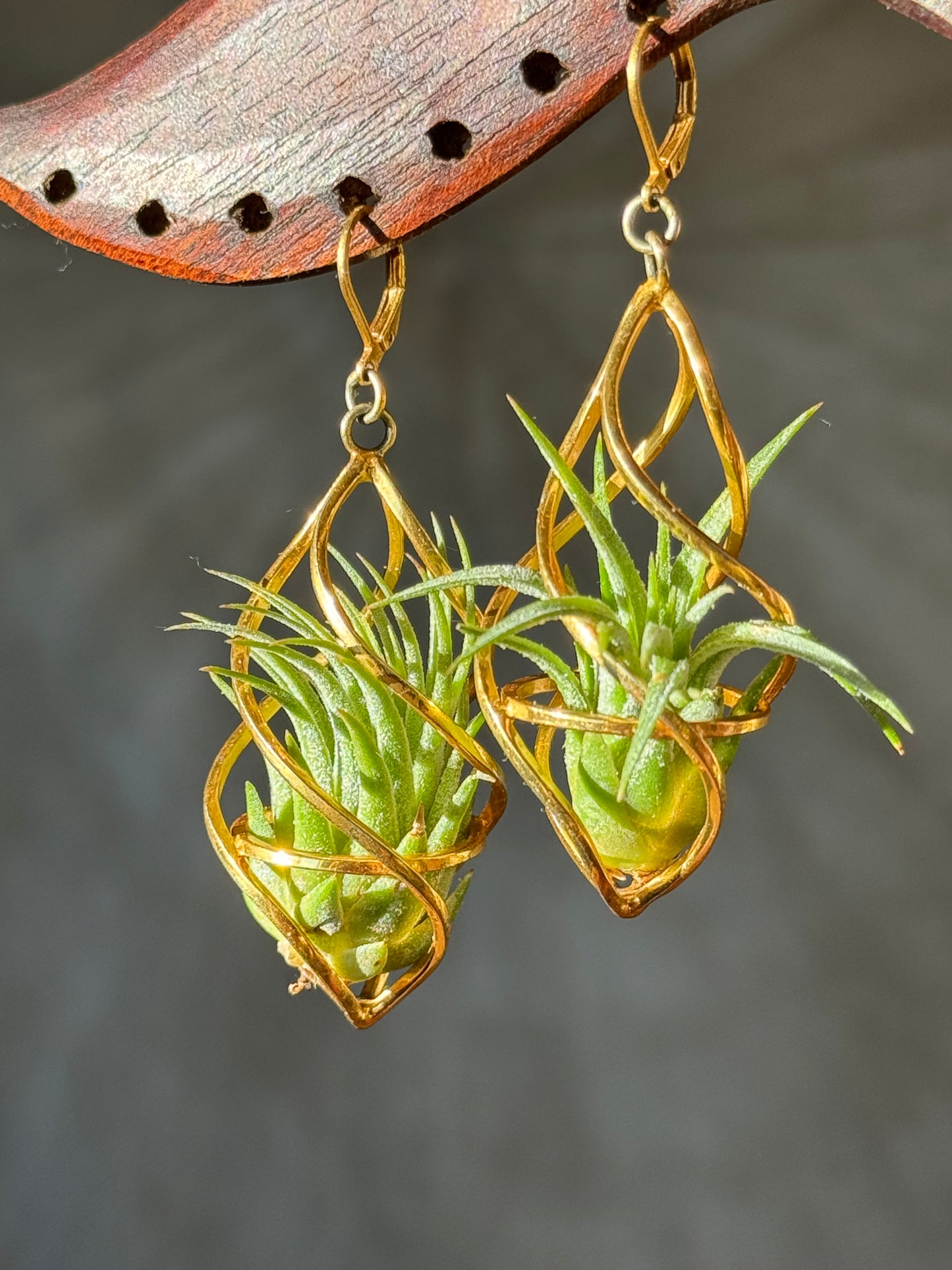24K Gold Spiral Spindel Air Plant Earrings ~ Luxury Geometric Earrings