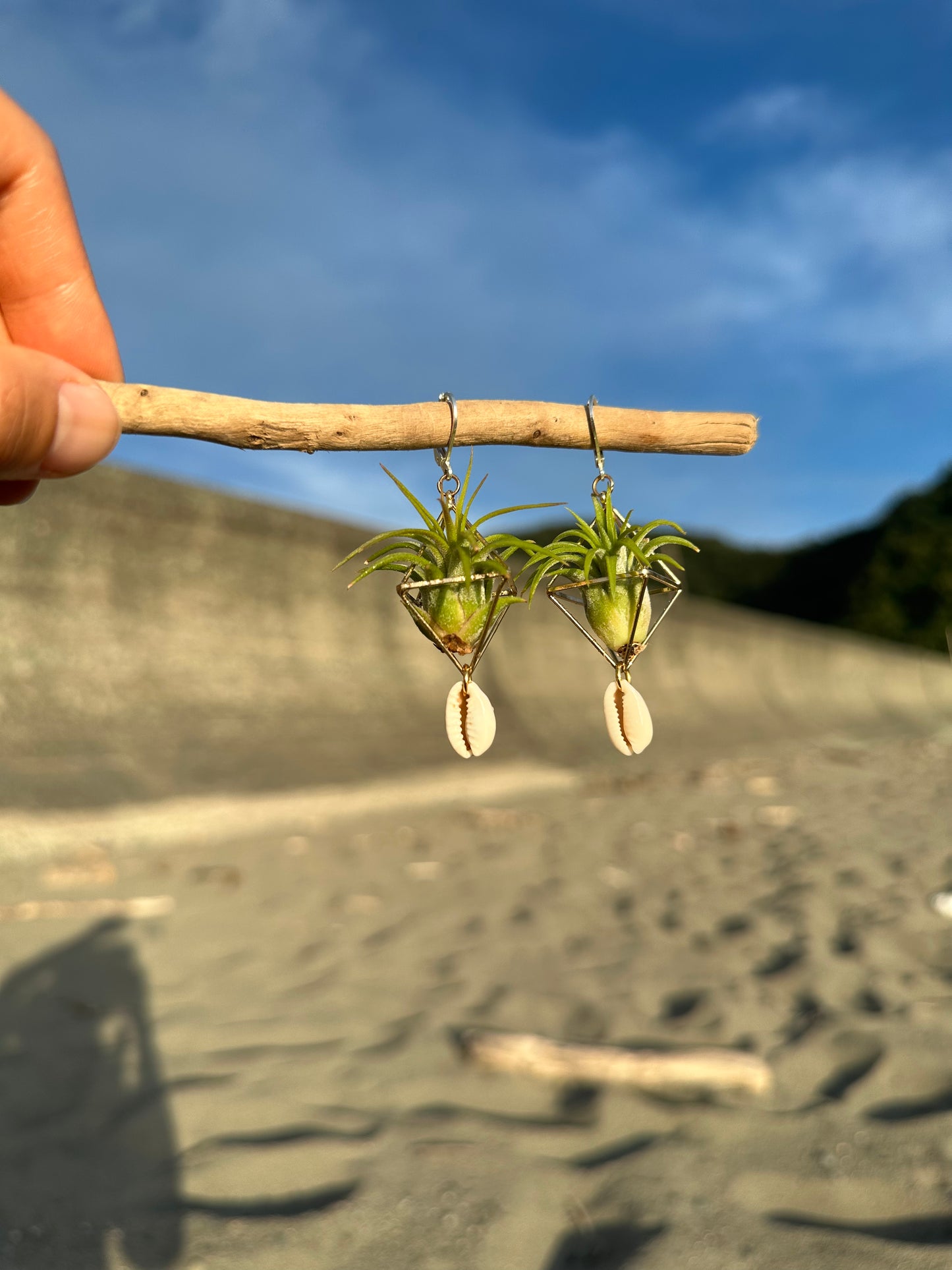 Cowrie Shell Air Plant Earring Clips