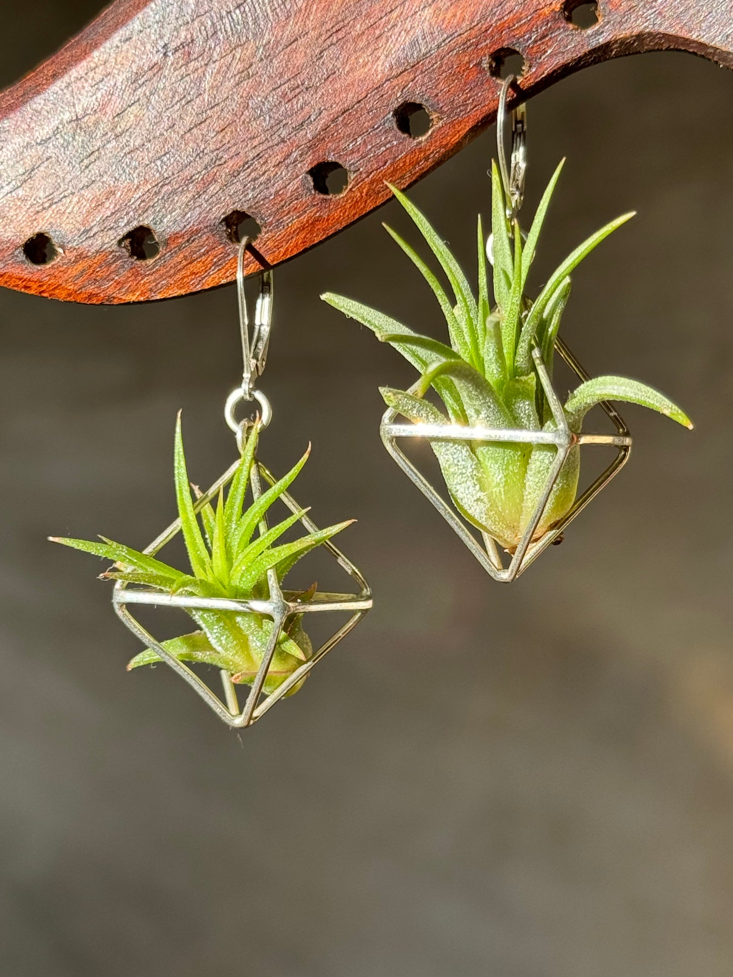 Sterling Silver Mini Octahedron Classic Air Plant Clasp Earrings