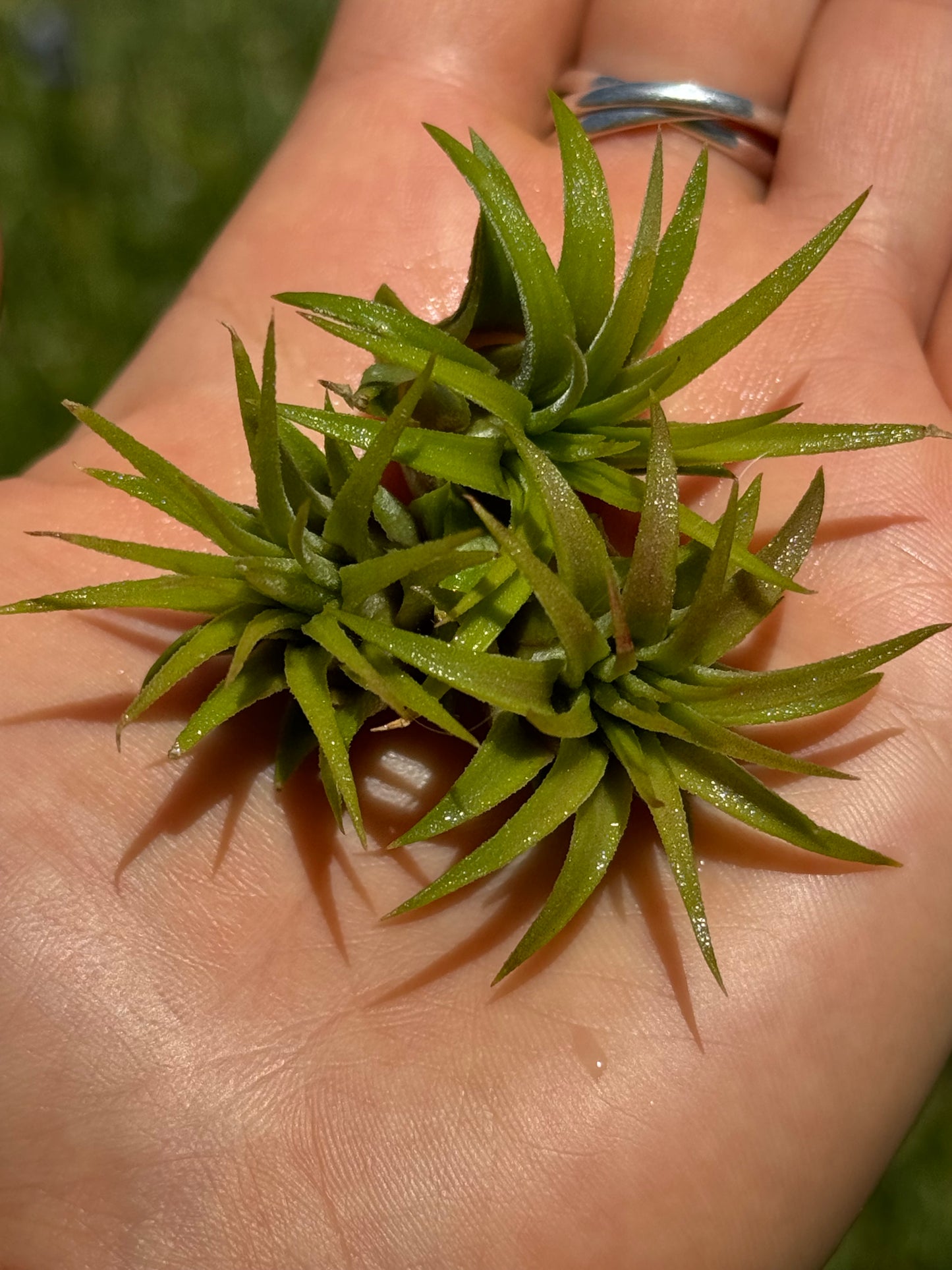 Air Plant Jewelry Replacement Plant (5 Sizes)