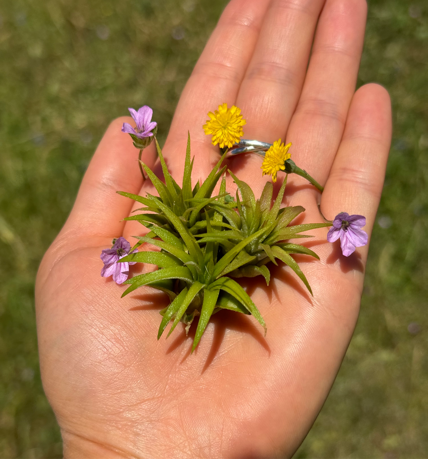 Air Plant Jewelry Replacement Plant (5 Sizes)