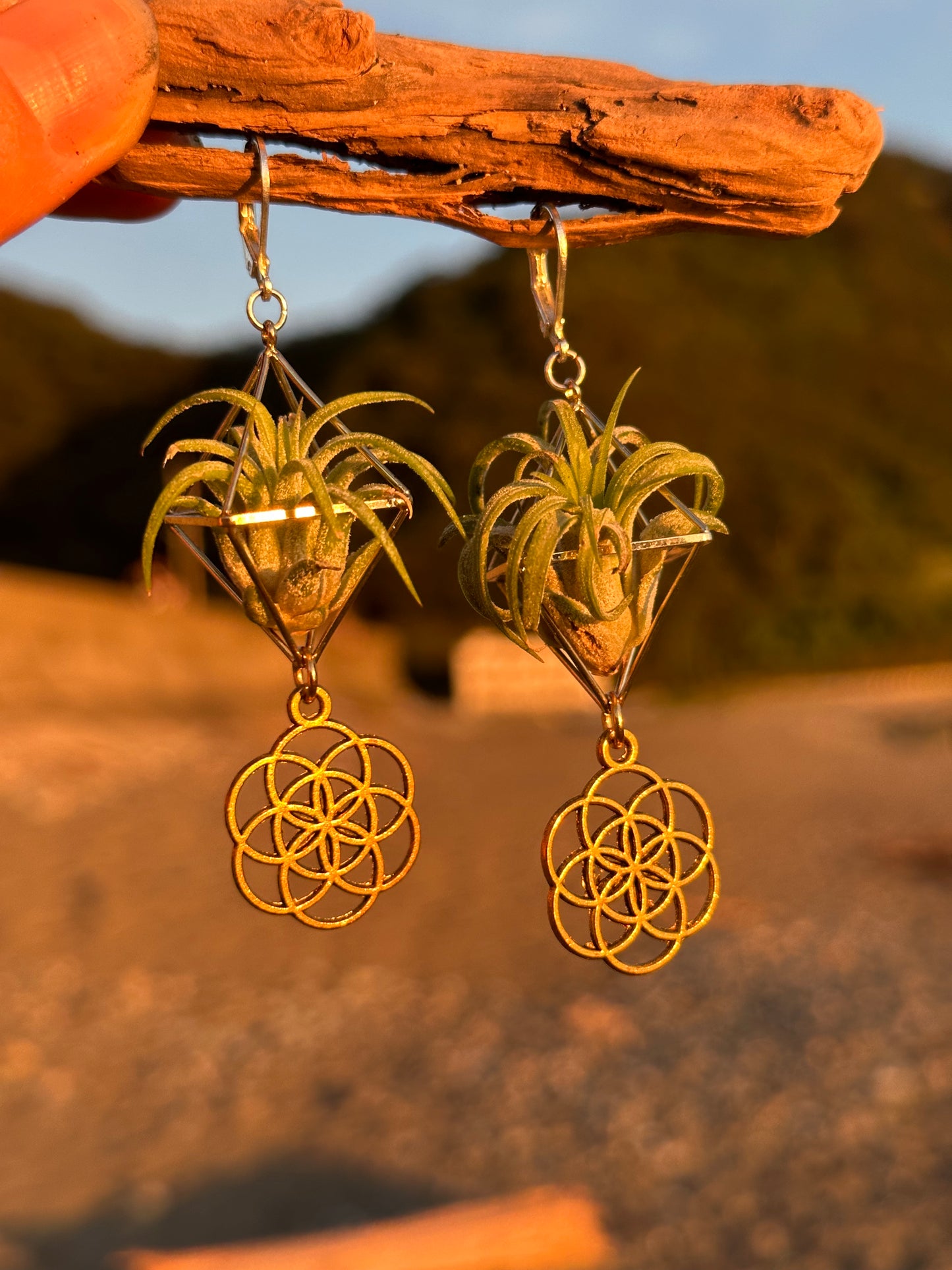 Flower of Life Air Plant Earrings
