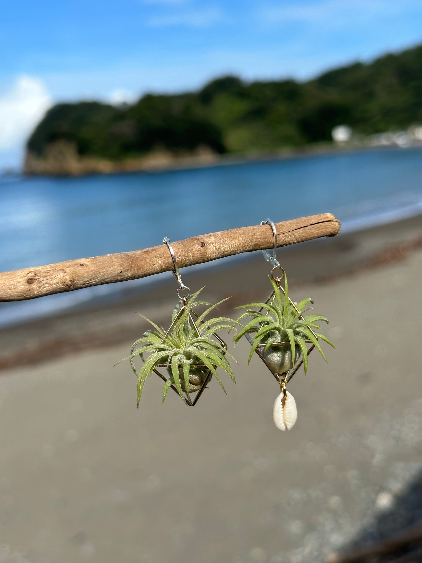 Cowrie Shell Air Plant Earring Clips