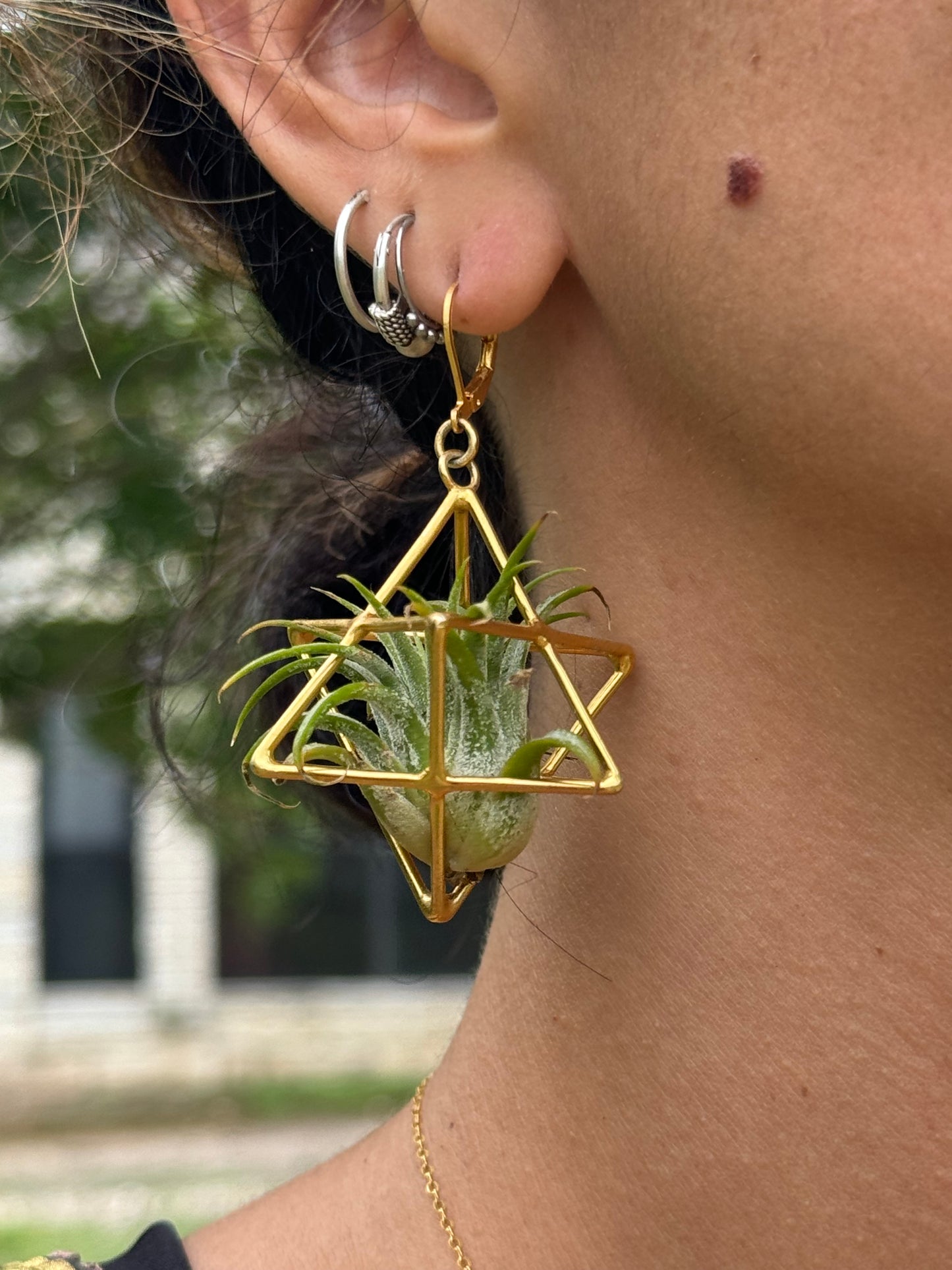 24K Gold Merkaba Ascension Air Plant Earrings ~ 3D Polyhedron Geometric Earrings