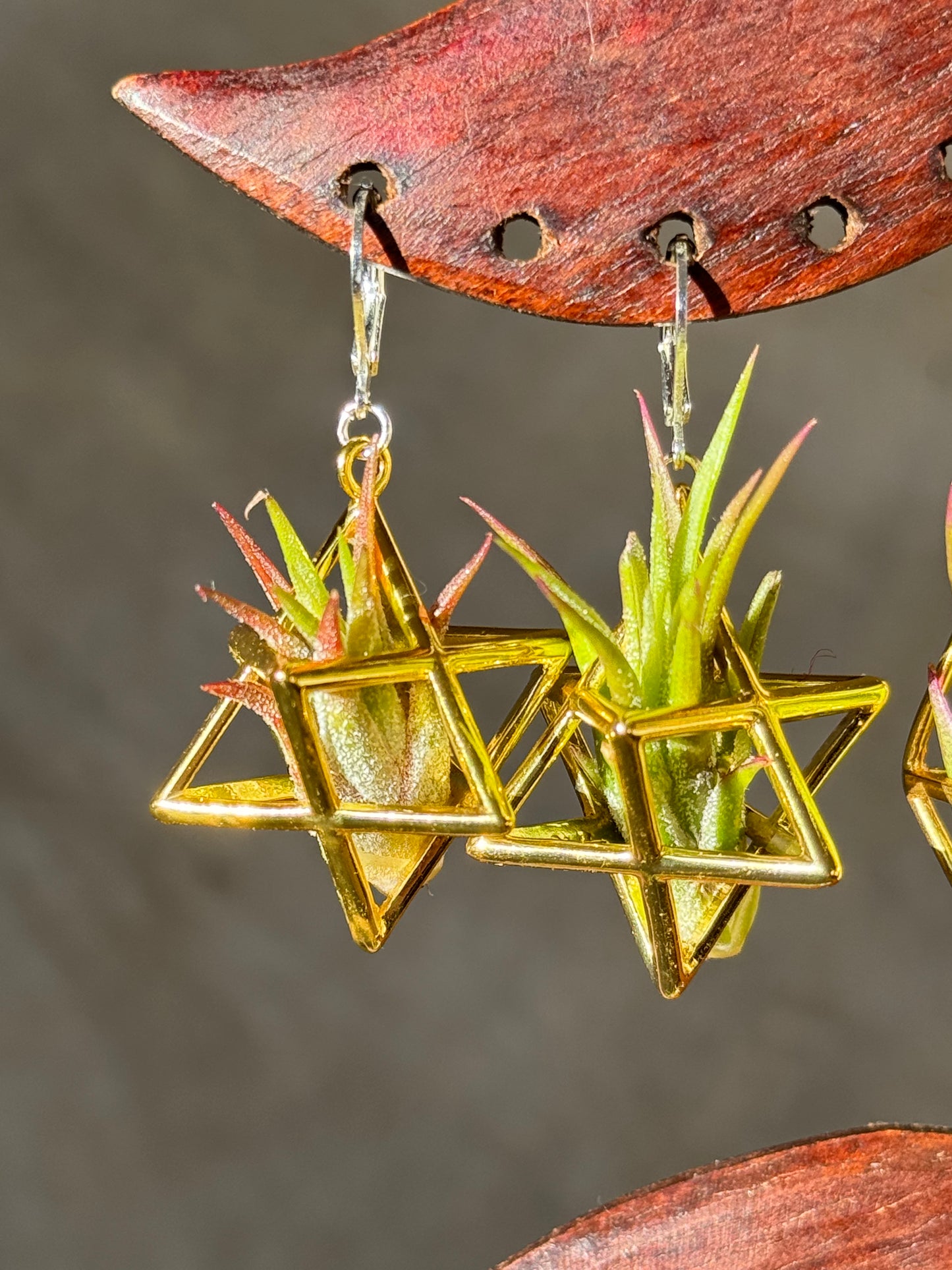 24K Gold Merkaba Ascension Air Plant Earrings ~ 3D Polyhedron Geometric Earrings