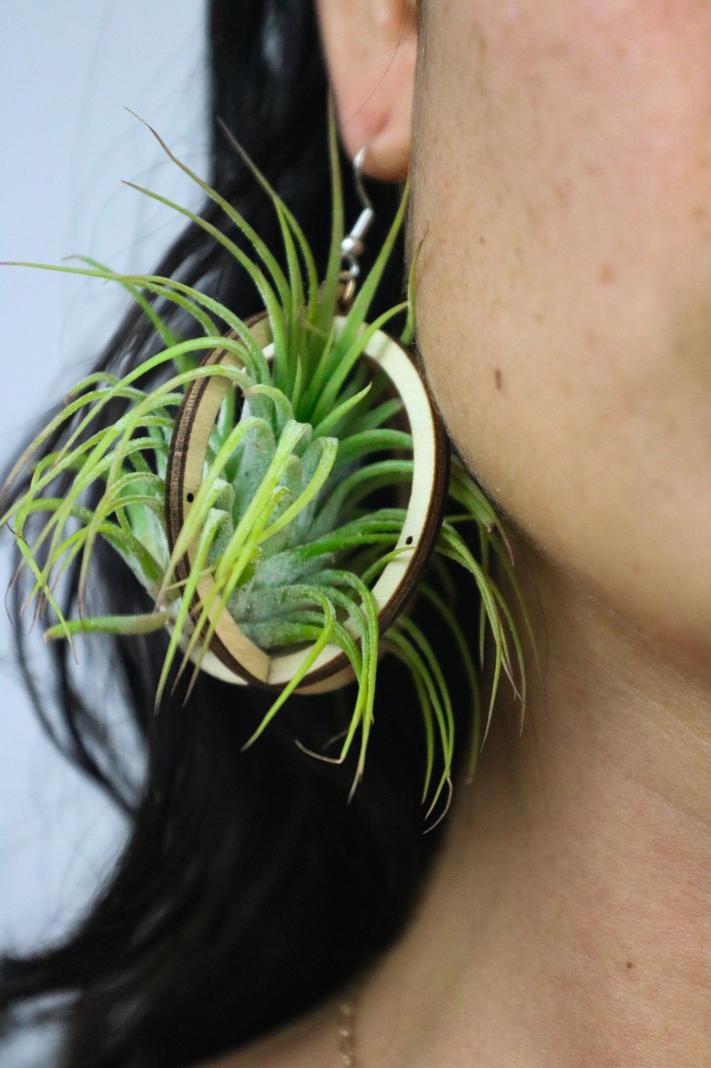 Lasercut Wooden Air Plant Orb Earrings ~ Japanese Tsugite Technique