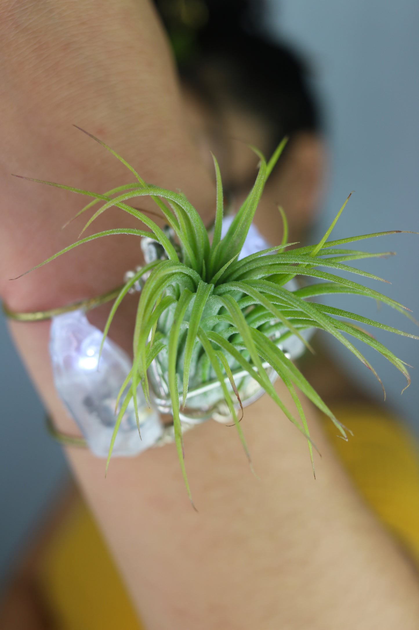 Air Plant Cuff Bracelet ~ Corsage Terrarium ~Anklet + Crystal Pyramid