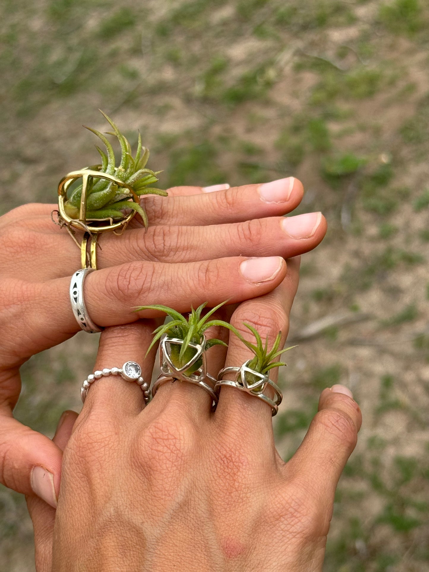 Luxury Air Plant Ring ~ 24K Gold / Sterling Silver