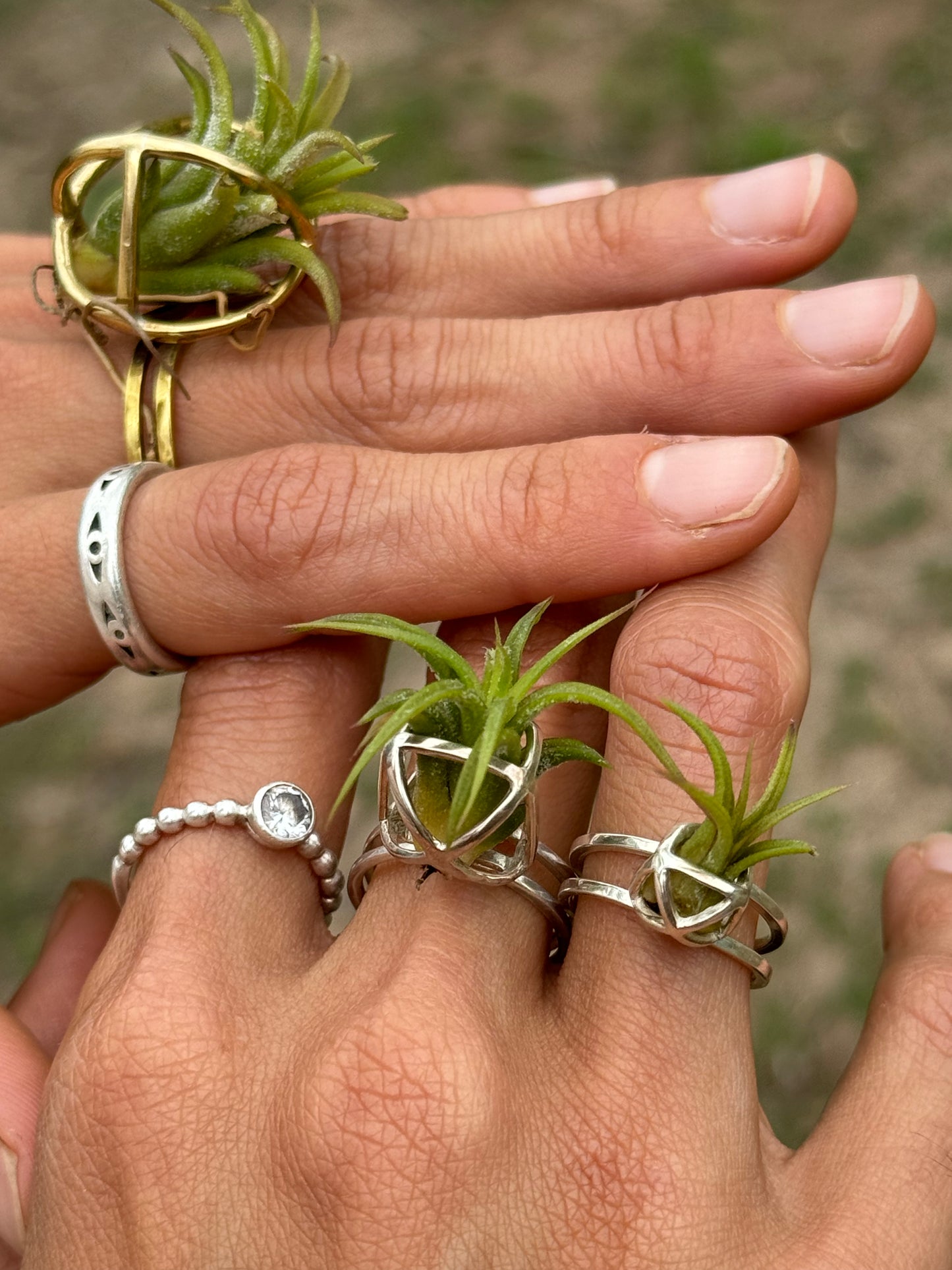 Luxury Air Plant Ring ~ 24K Gold / Sterling Silver