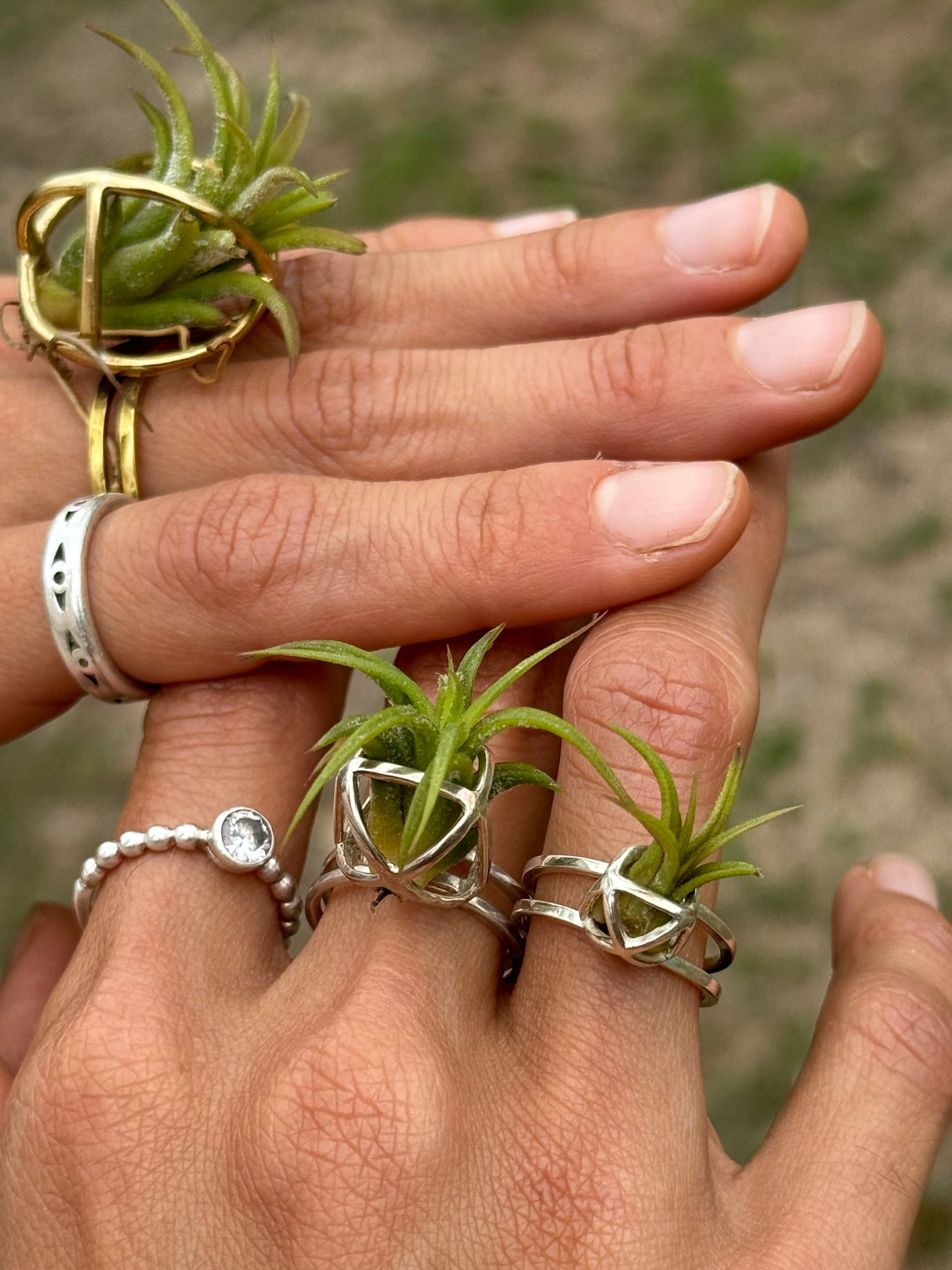 Luxury Air Plant Ring ~ 24K Gold / Sterling Silver