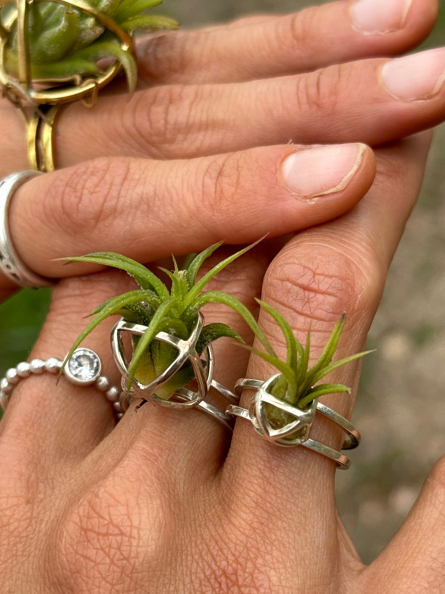 Luxury Air Plant Ring ~ 24K Gold / Sterling Silver
