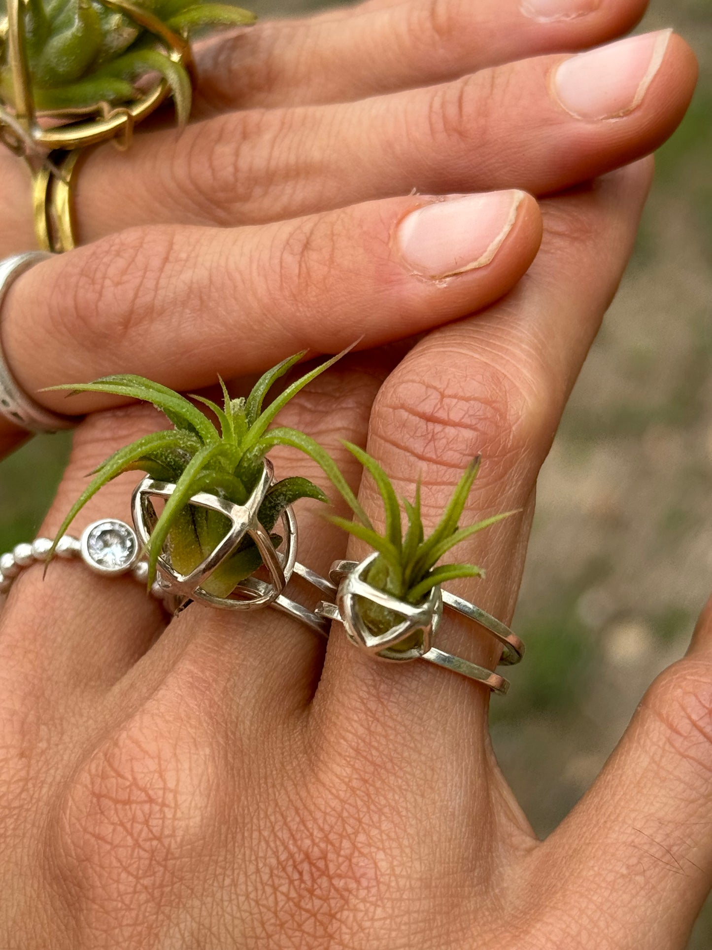 Luxury Air Plant Ring ~ 24K Gold / Sterling Silver