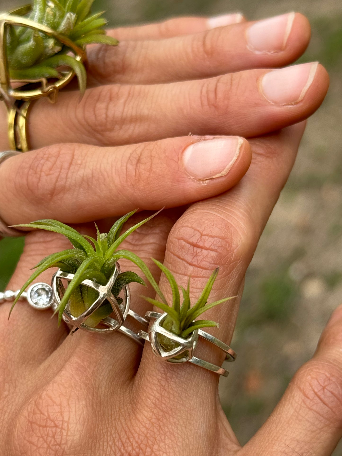 Luxury Air Plant Ring ~ 24K Gold / Sterling Silver