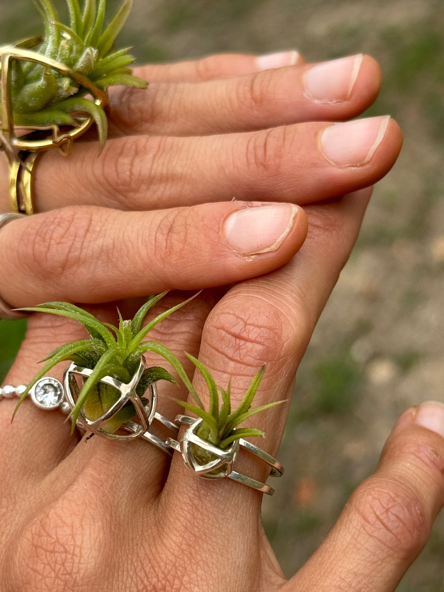 Luxury Air Plant Ring ~ 24K Gold / Sterling Silver