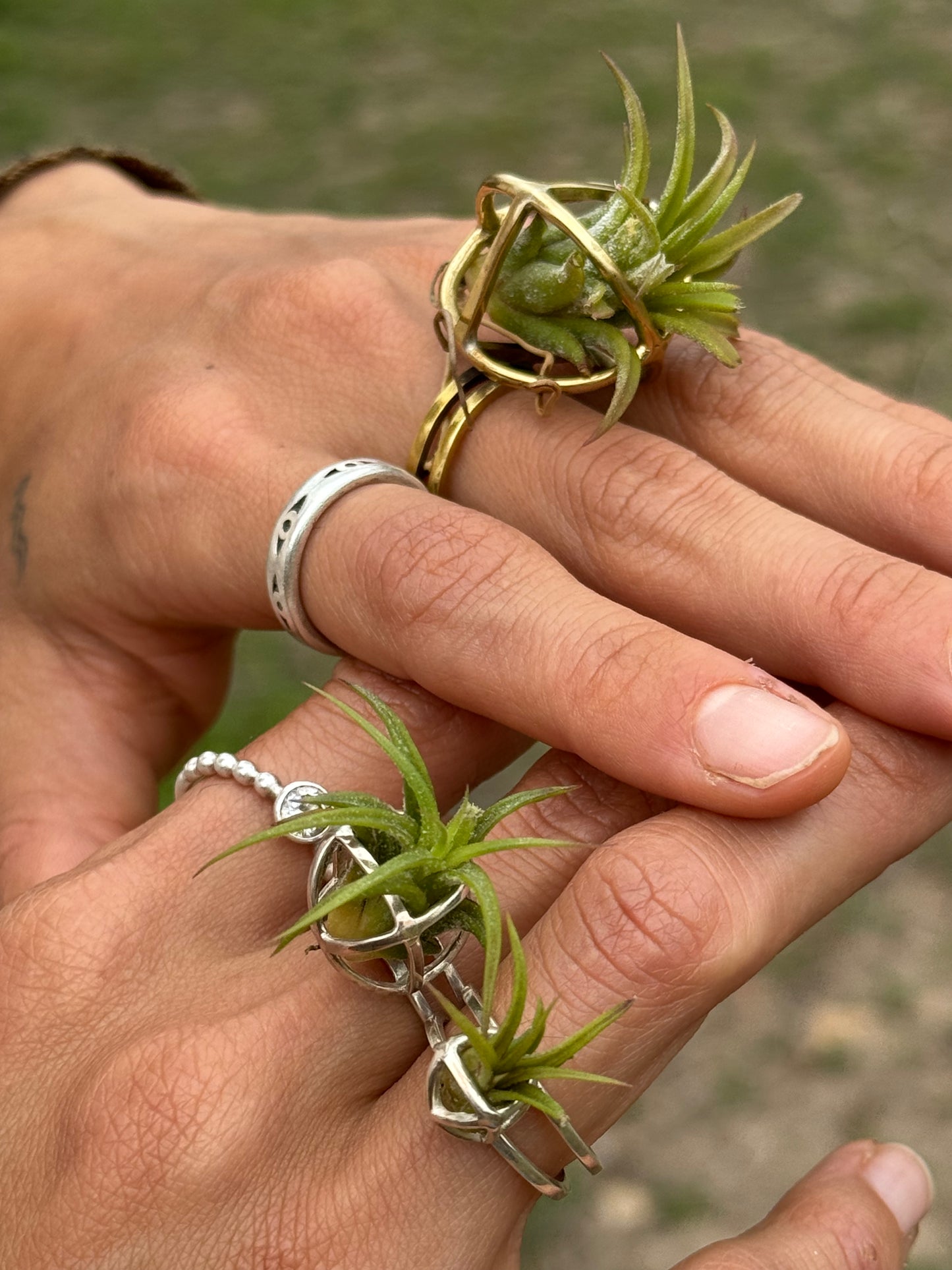 Luxury Air Plant Ring ~ 24K Gold / Sterling Silver