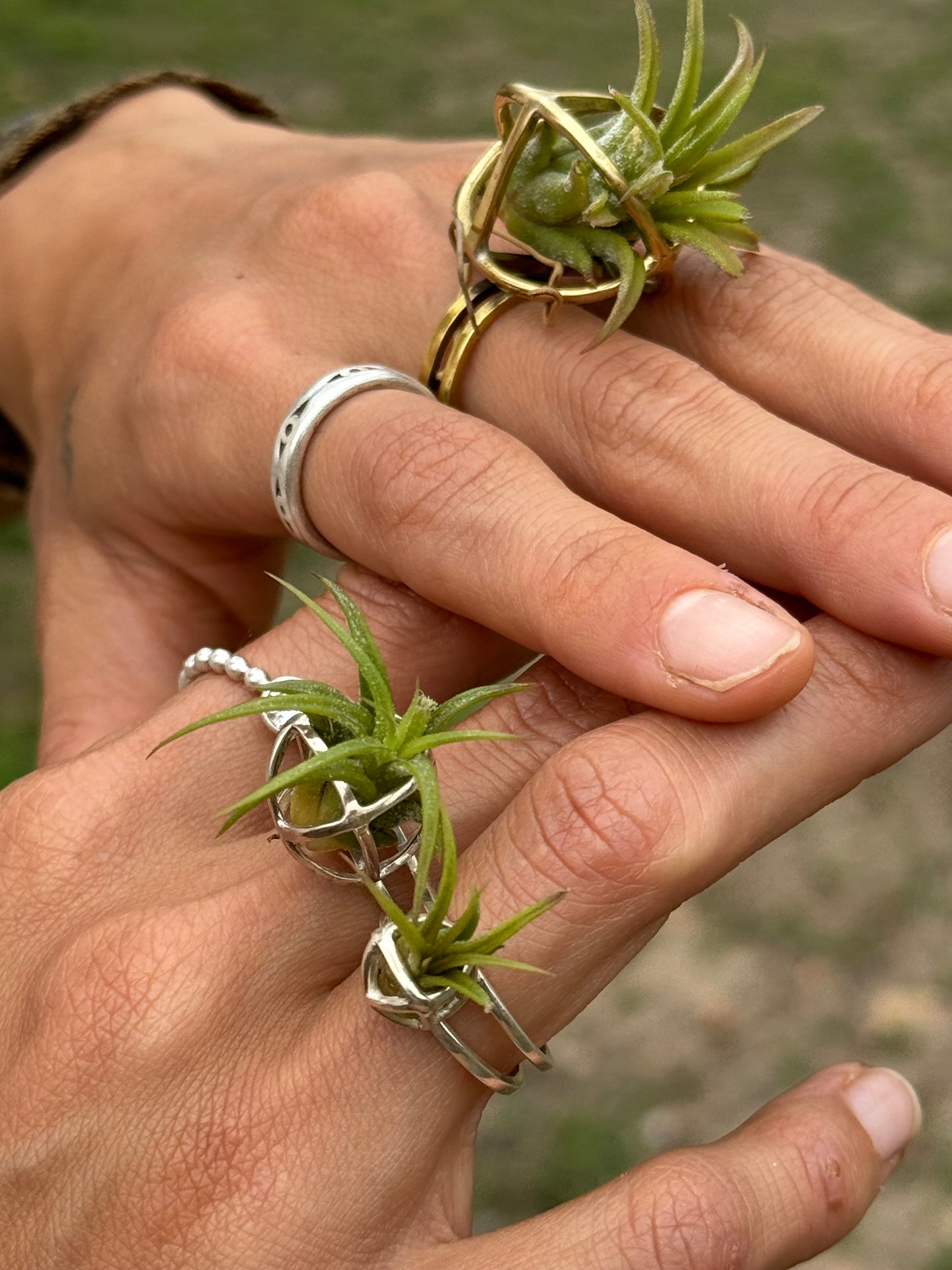 Luxury Air Plant Ring ~ 24K Gold / Sterling Silver