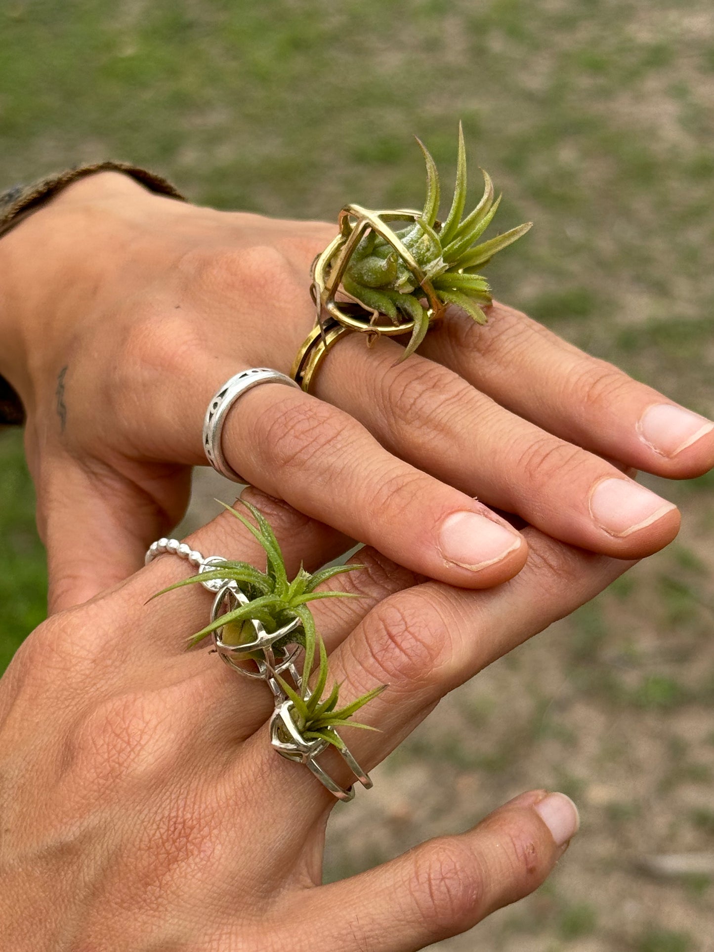 Luxury Air Plant Ring ~ 24K Gold / Sterling Silver