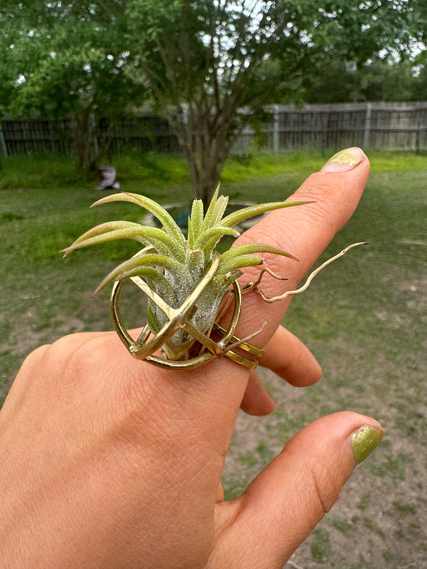 Luxury Air Plant Ring ~ 24K Gold / Sterling Silver