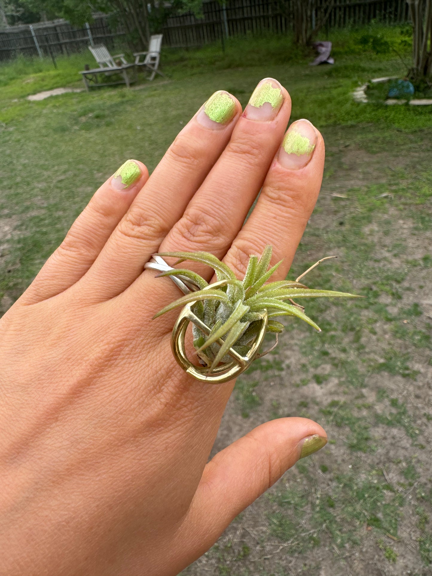 Luxury Air Plant Ring ~ 24K Gold / Sterling Silver