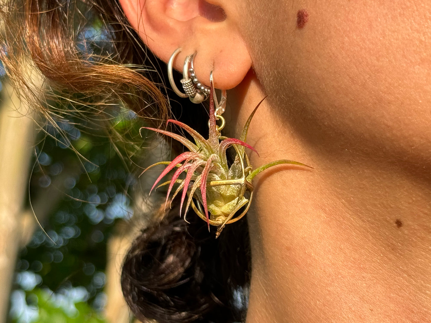 24K Gold Orb Air Plant Earrings