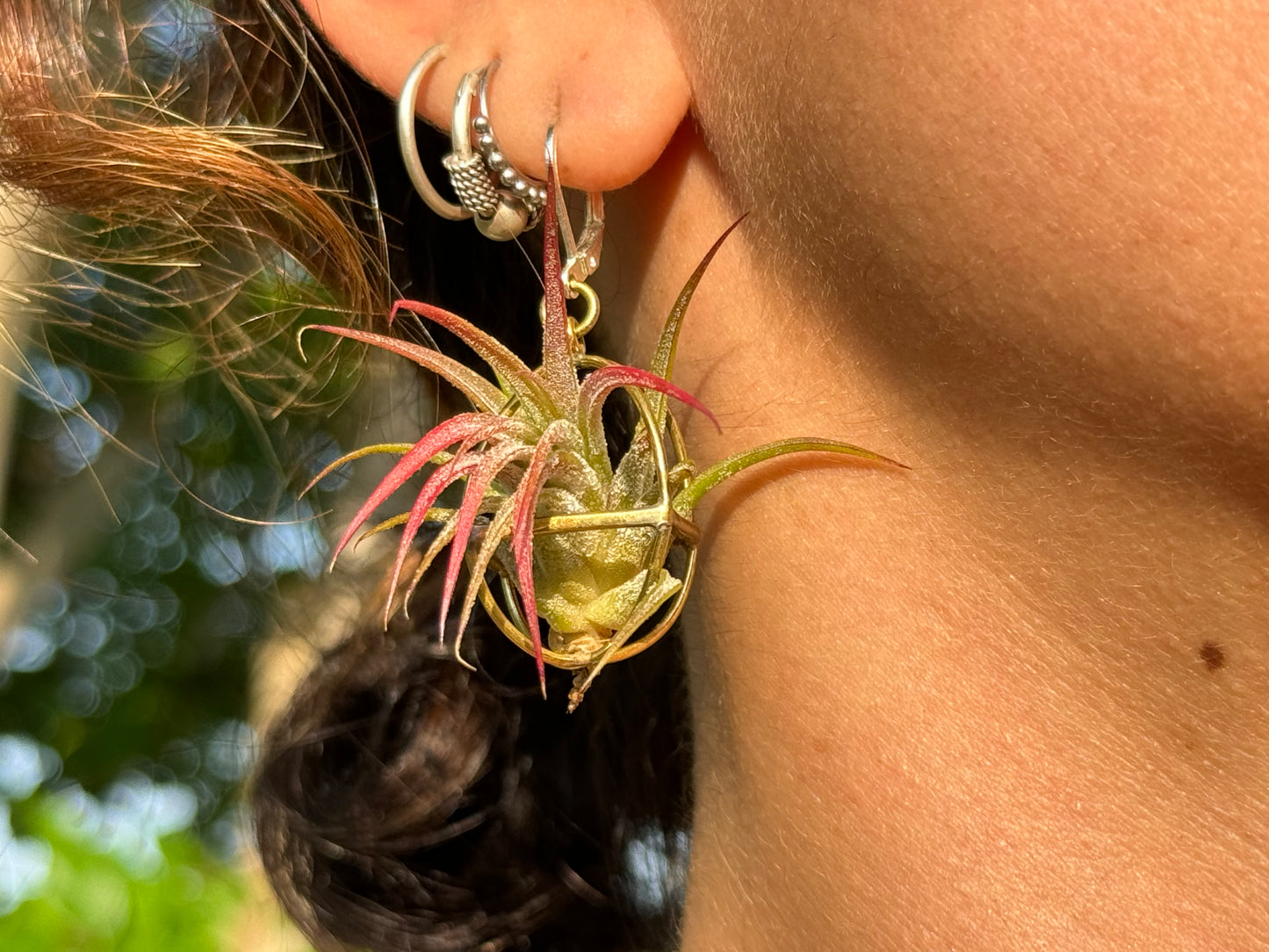 24K Gold Orb Air Plant Earrings