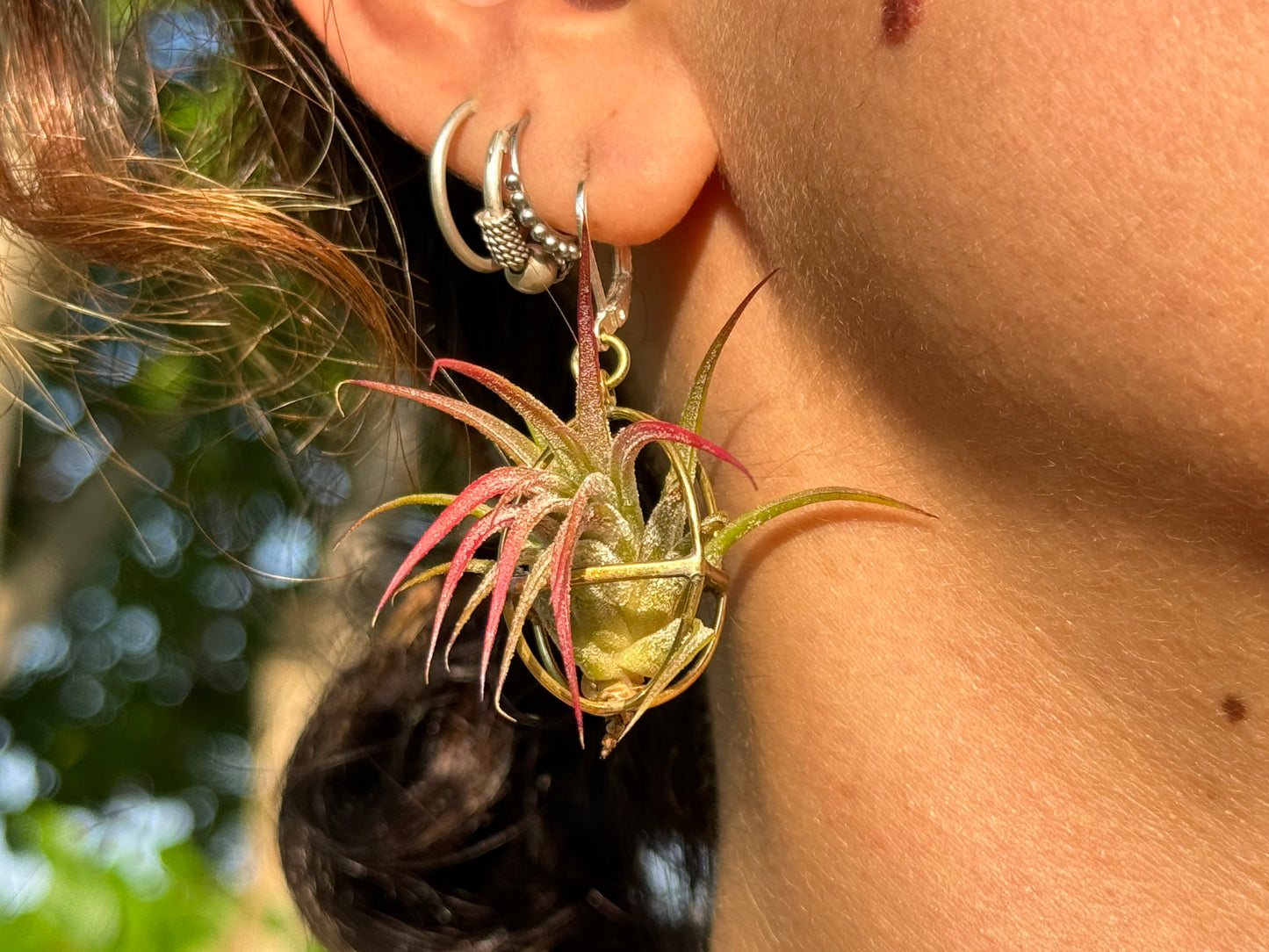 24K Gold Orb Air Plant Earrings