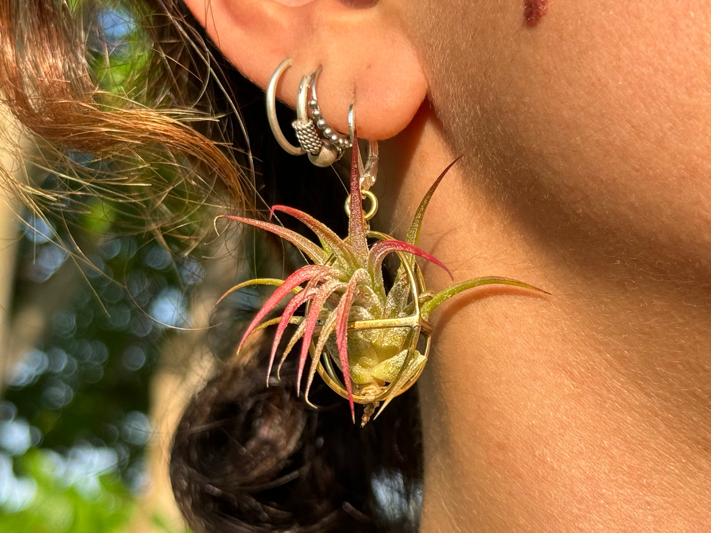 24K Gold Orb Air Plant Earrings
