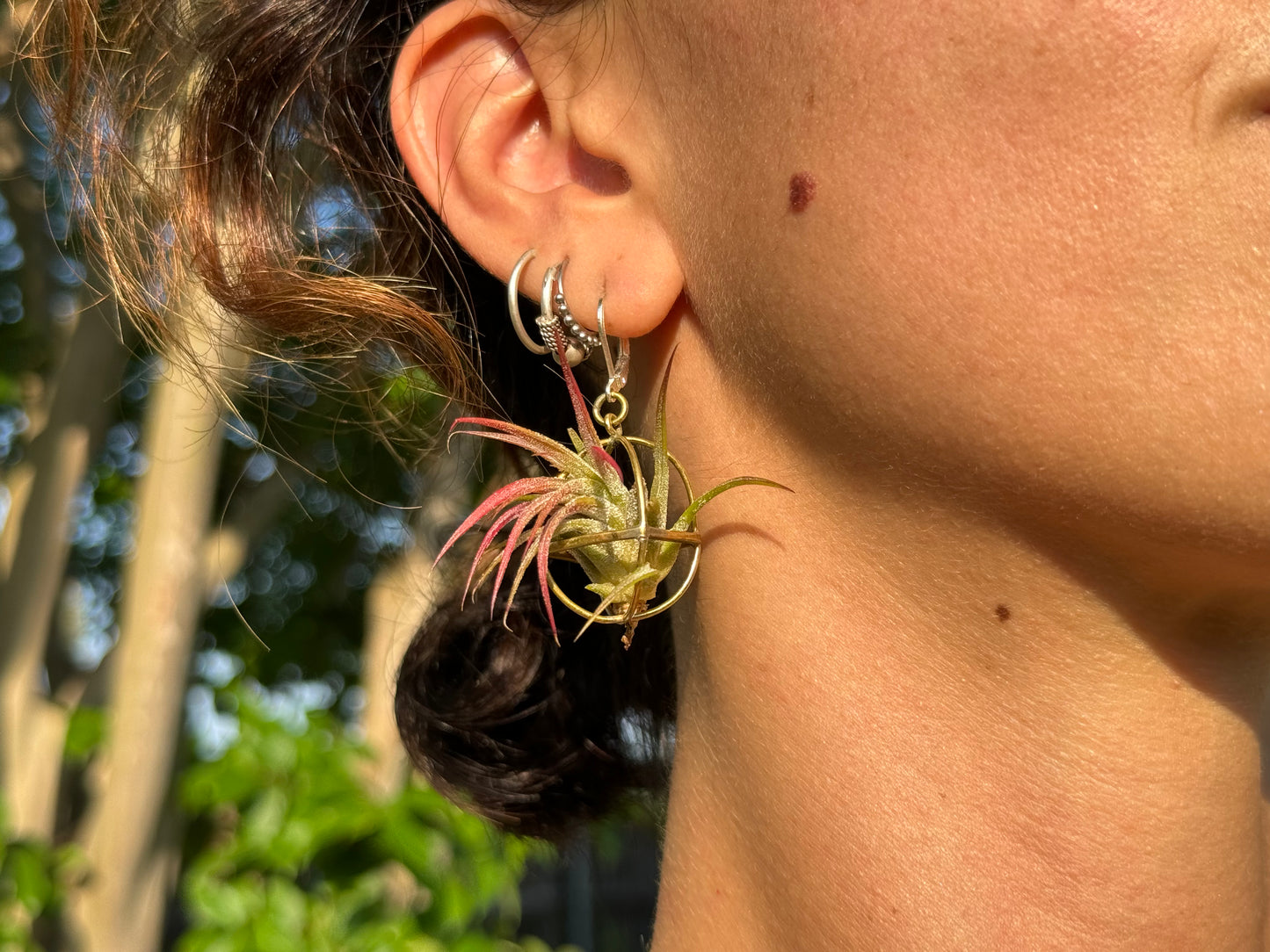 24K Gold Orb Air Plant Earrings