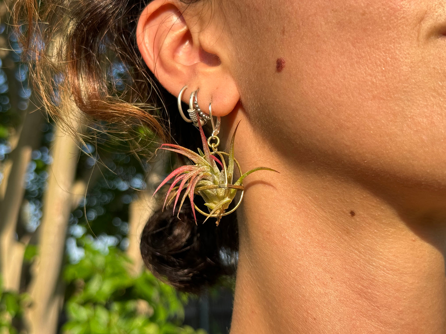 24K Gold Orb Air Plant Earrings