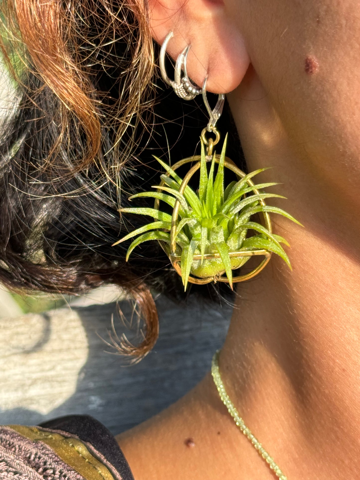 24K Gold Orb Air Plant Earrings