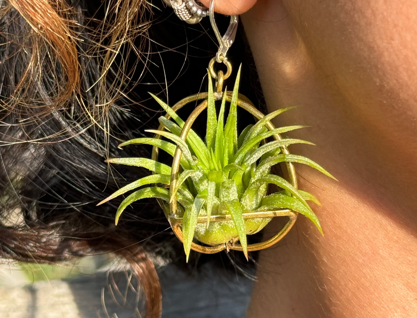 24K Gold Orb Air Plant Earrings